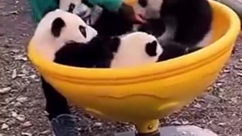 Panda Kindergarten🐼🐼🐼