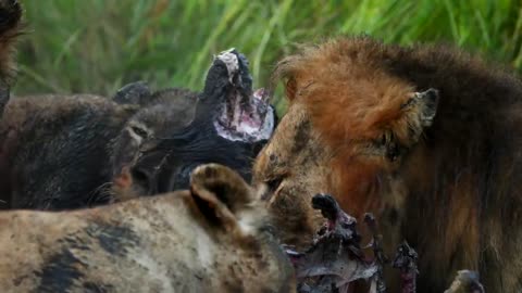 Powerful Male Lion Drags a Wildebeest Across the Road (Mandevu)