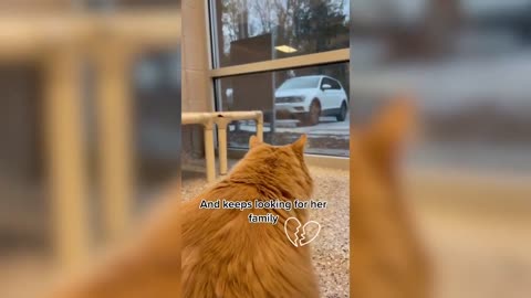 Heartbreaking video of cat crying for owners from animal shelter window goes viral