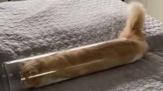 how long? your cat can be stretchy