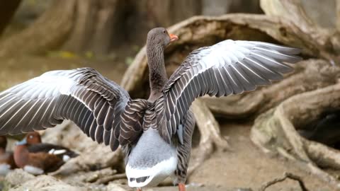 Beautiful Goose Spreading Wings | Very Beautiful |