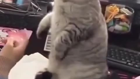 Cat stands & Funny Cat Videos