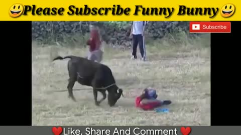 Best funny videos 2021 Most awesome bull fighting festival funny crazy bull fails