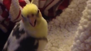 Cockatiel Mimics iPhone Ringtone Perfectly