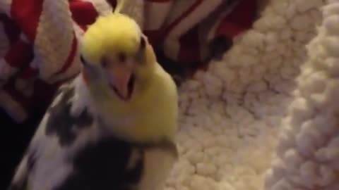 Cockatiel Mimics iPhone Ringtone Perfectly