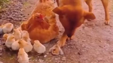 dog vs- chicken mom and her babies - playing