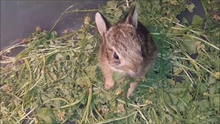 Baby Bun Learning to Wean