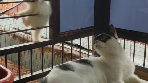 Little Kitten get's Stuck Climbing Fence