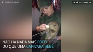 Filhote de capivara é resgatado no Rio de Janeiro