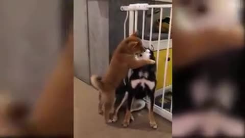 Cutest dogs and puppies in the world video 23