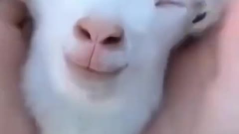 Goat cute baby