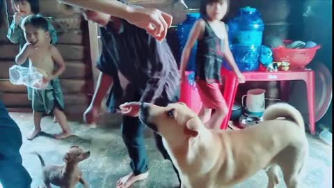 dog playing with children