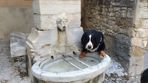 Bernese Mountain Dog drinking from the fountain