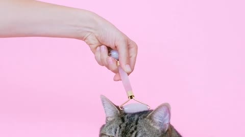 Cat Wellness Tool