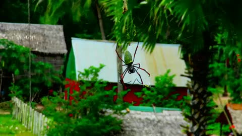 World Biggest Spider Caught on Camera When animal Spider Attacks Dragon Flies 2015 Funny Videos