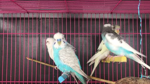 A cool and beautiful video of a group of budgies in a cage