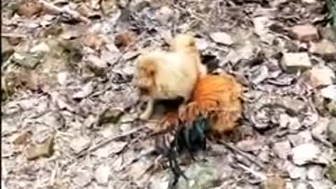 Chicken Vs dog fight-funny dog fight funny videos