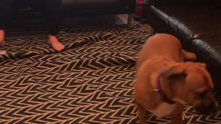 Brown dog spins and tangles up black and white rug