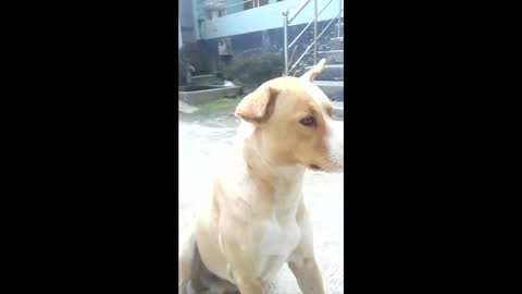 #short Funny DOG videos 2021 / Funny Animal videos for kids ... YouTube · Normal Drawing Jan 1, 2021