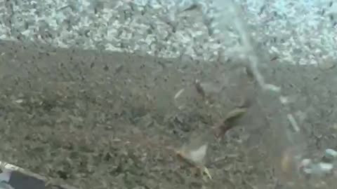 Travelers Encounter A Swarm Of Locusts On A Highway In East Kazakhstan