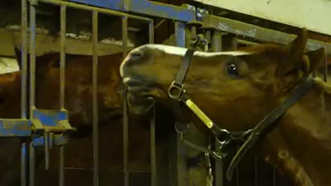 Two adorable loving horses