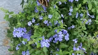 Adorable butterfly getting busy