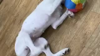 Cute puppy upside down playing with her ball with her paws!!!