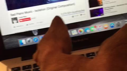 Chihuahua enjoy the music