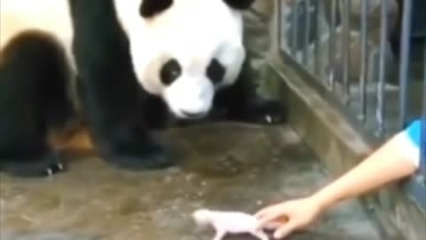 Panda looks at his child tenderly