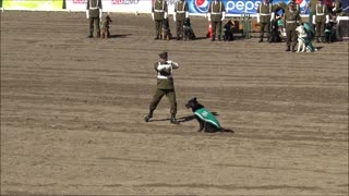 Police dogs show in Chile