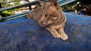 Puppy asking to be friends with cat