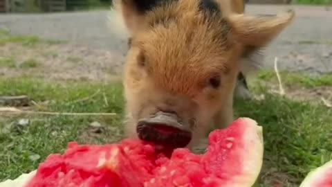Piggies and their things