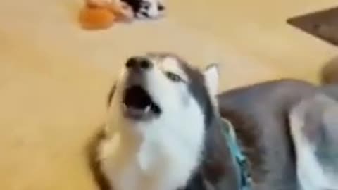 Siberian Husky passionate about singing and talking.watch this.