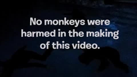 Bill Gates Microsoft Foundation Song by the Monkey Illuminati - Troompa Loompahs