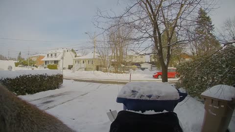 Squirrel Rings Doorbell while Sniffing for Scraps