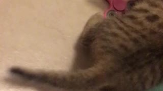 Foster kitten playing with spinner toy