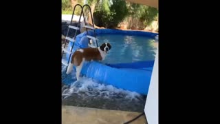 This cute dog ruins pool and floods backyard!