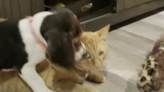 Beagle Puppy Meets Cat