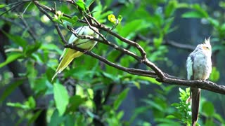 Lovely parrot video for kids - captures of nature with high quality