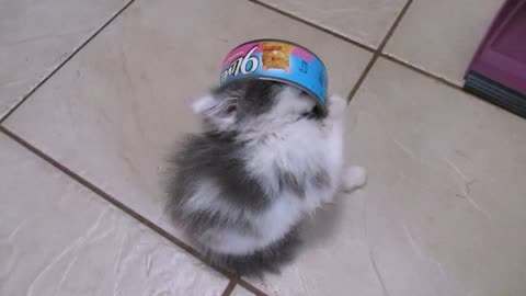 Adorable kitten plays lick the can