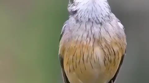 Very beautiful bird 🐦