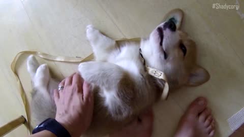 Sleeping Corgi puppy will melt your heart!