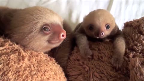 Sweet Baby Sloth Moments - Adorable Sloths at Their Best!