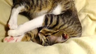 Rudolph the Red-Nosed Kitten Streches His Paws