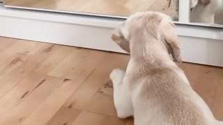 Labrador puppy has encounter with mirror image