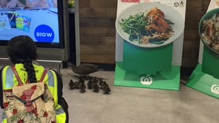 Family of Ducks Stroll through Shopping Center