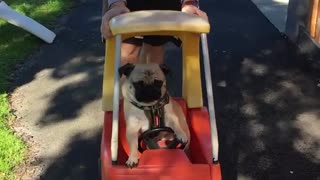 Pug riding in toy cart looking around