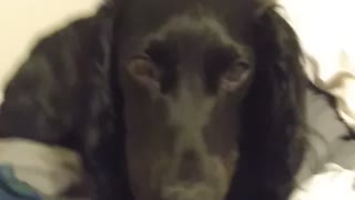 Cute dog wants to sleep