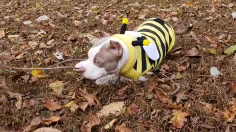 Dog backyard brown leaves bumble bee costume