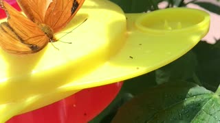 Butterfly drinking